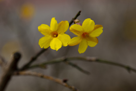 迎春小花