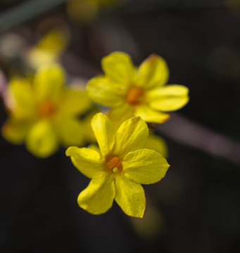 迎春花开