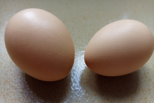 玉米蛋正常蛋与初生蛋