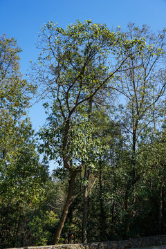 森林公园大树树木素材图片