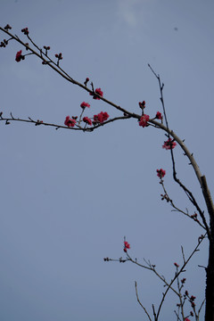 桃花树枝条