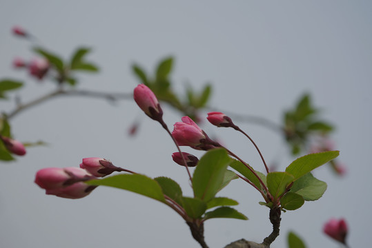 海棠花树枝