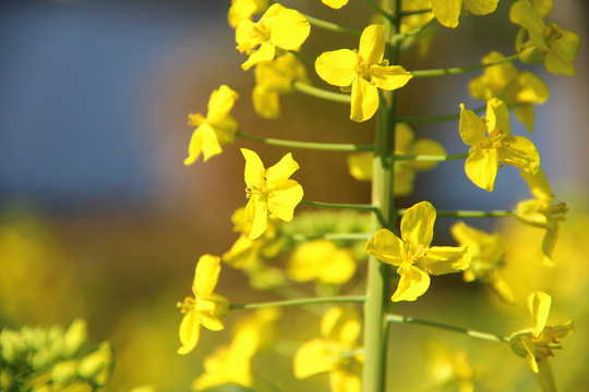 油菜花