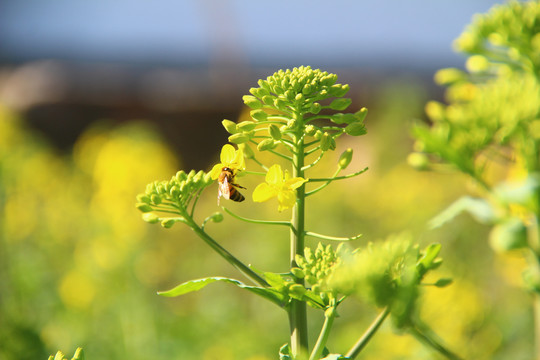 油菜花密蜂