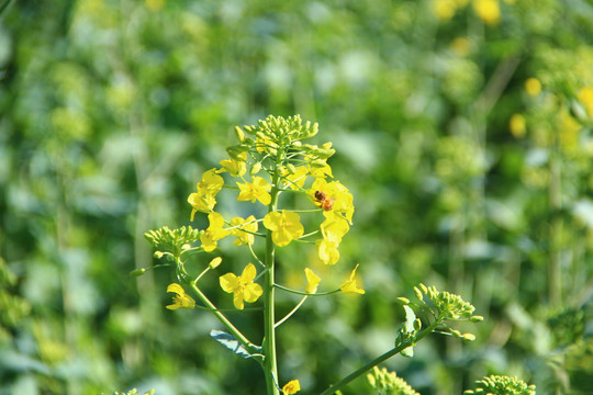 油菜花