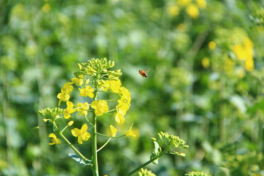 蜜蜂