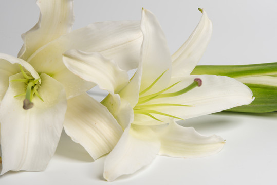 百合花