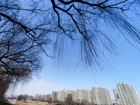 仰拍树枝