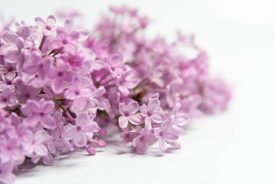 丁香花