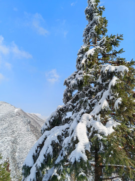 雪压青松