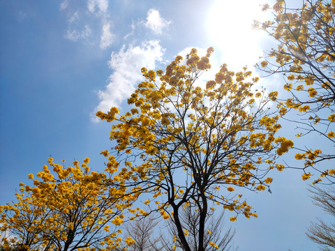 黄花风铃