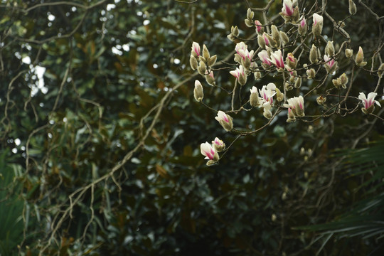 春天绽放的花朵