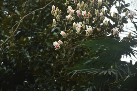 玉兰花枝