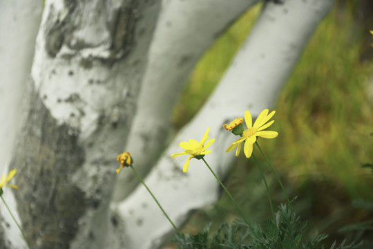 小菊花