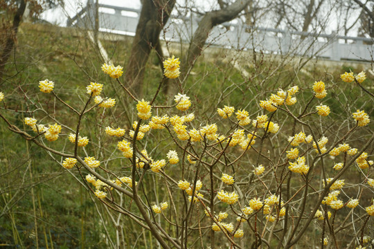 结香花