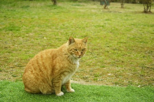 橘猫