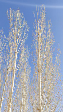 冬季白杨树