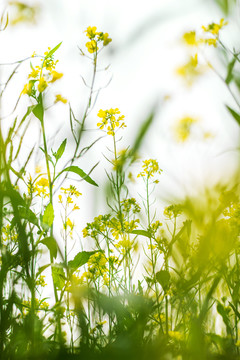 油菜花
