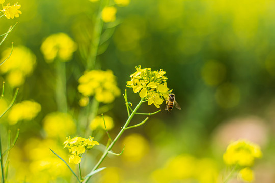 油菜花