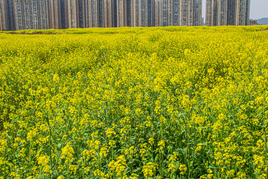 油菜花