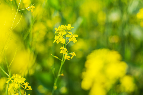 油菜花