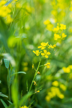 油菜花