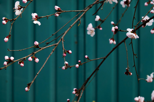 春天绿墙下的桃花