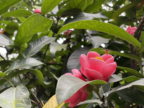 蜜蜂采蜜花朵花卉