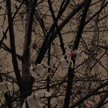 玉兰花