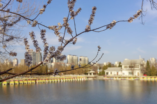 春天桃花盛开