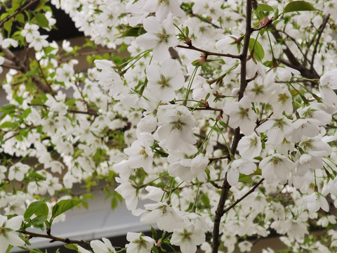 樱花春暖花开高清特写