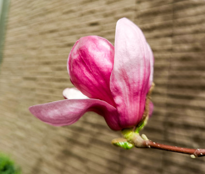 盛开的玉兰花高清特写