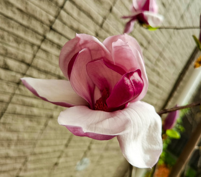 紫色的玉兰花花卉写真