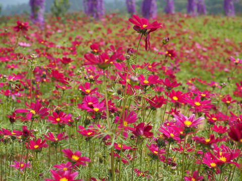 格桑花