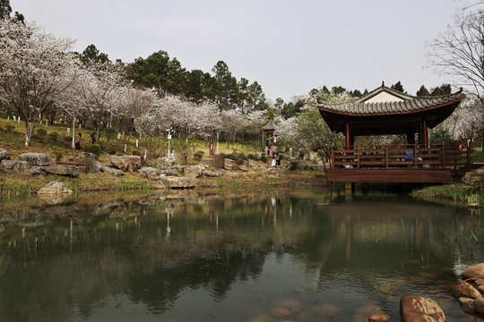 樱花背景