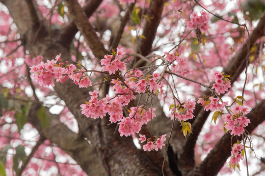 樱花