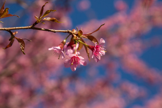 樱花