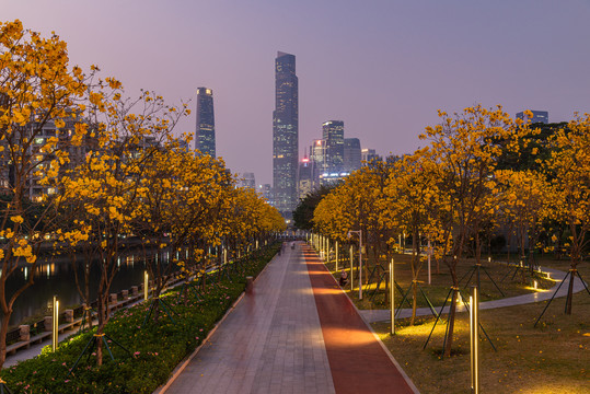 广州磨碟沙公园花开风景