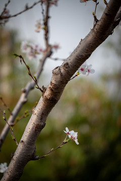 樱花