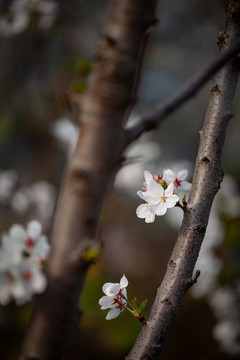 樱花