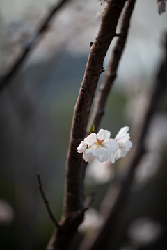 樱花