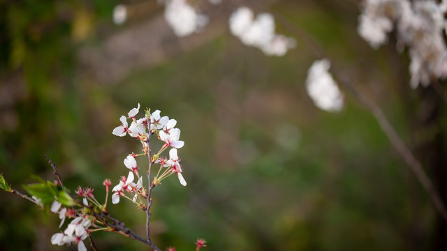 樱花