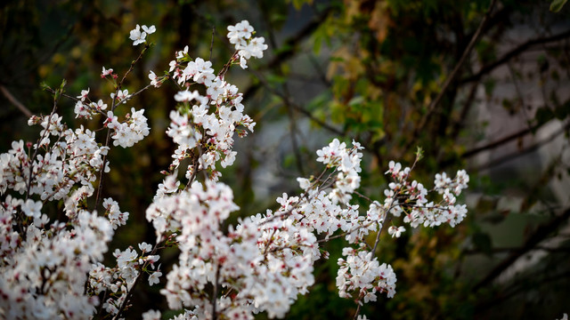 樱花