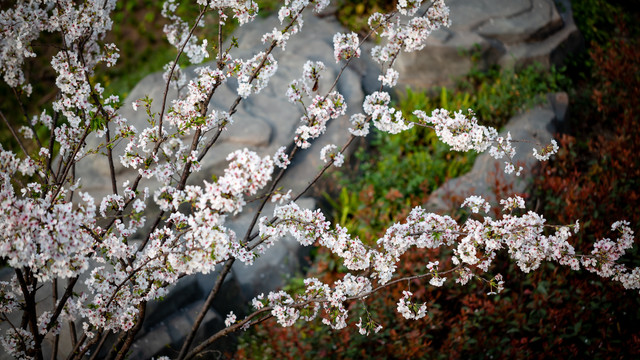 樱花