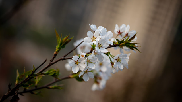 樱花