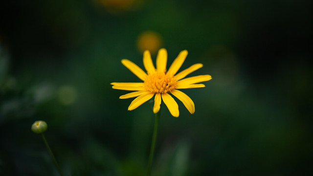黄金菊