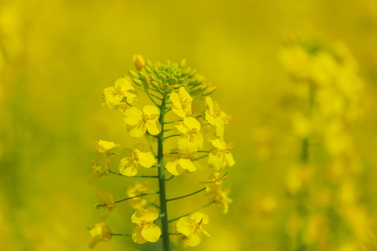 油菜花