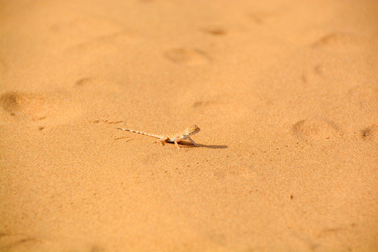 沙漠小蜥蜴