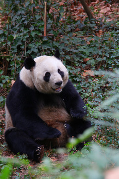 蹲着的熊猫