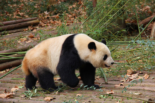 行走的熊猫